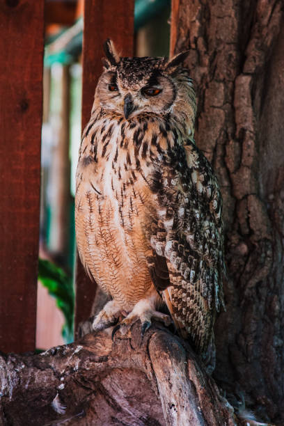 istock Majestic African Eagle Owl Perched on Tree Branch in South African Wilderness 2156112556