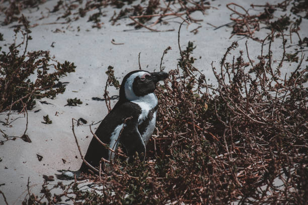 istock Charming African Penguin on Sandy Beach South African Wildlife 2156112586