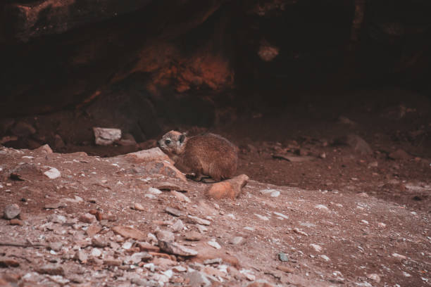 This striking photograph features a solitary hyrax resting at the entrance of a cave in South Africa. The image captures the serene and natural setting, perfect for wildlife and nature enthusiasts.