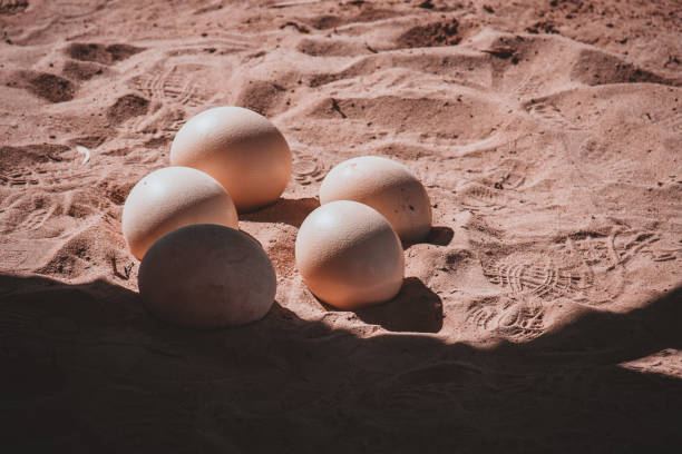 This captivating image captures ostrich eggs nestled in the warm sand of South Africa. The striking contrast between the smooth eggs and textured sand makes it perfect for nature and wildlife enthusiasts.