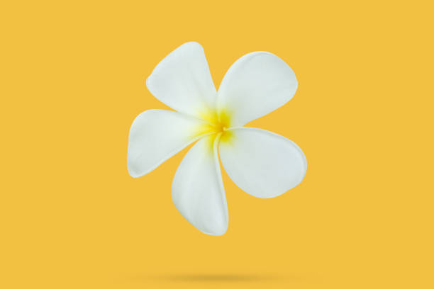White frangipani flower floated on yellow background