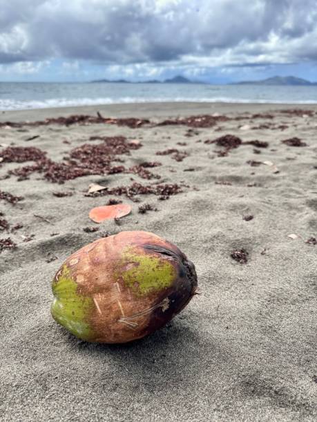 close up of a dry coconut isolated on the sand of a caribbean beach in guadeloupe with the caribbean sea in the background