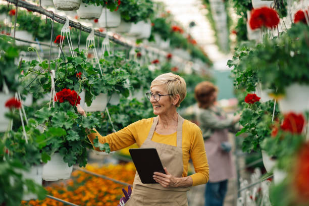 istock Happy senior florist with tablet working with hanging flowers at hothouse 2156113964