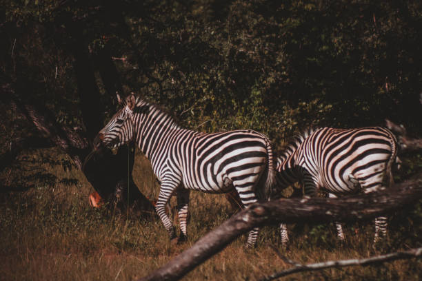 istock Zebras Grazing in Zimbabwe's Wilderness 2156115360