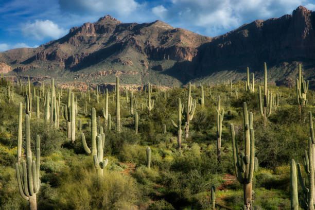 istock Superstition Mountain with Saguaro Cacti 2156117116