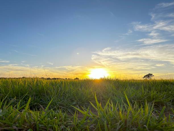 istock BEAUTIFUL PASTURE GRASS WITH SUNSET AND NICE SKY 2156119815