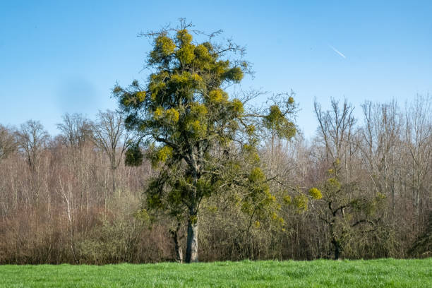 A vibrant tree hosts mistletoe clusters, set against a clear blue sky in a peaceful countryside field.