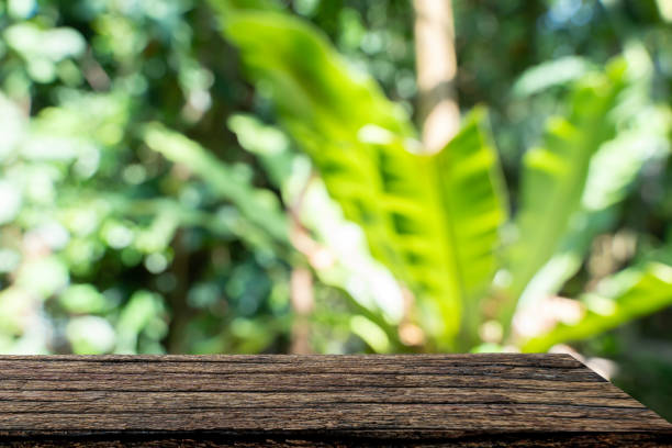 A wooden table with a leafy green plant in the background. old wooden shelves.