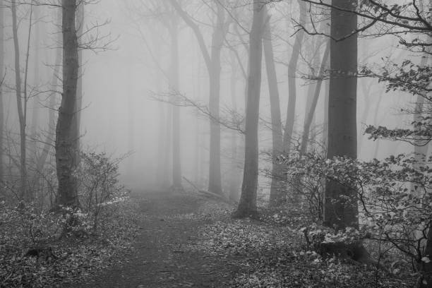 istock The forest in a fog 2156122475