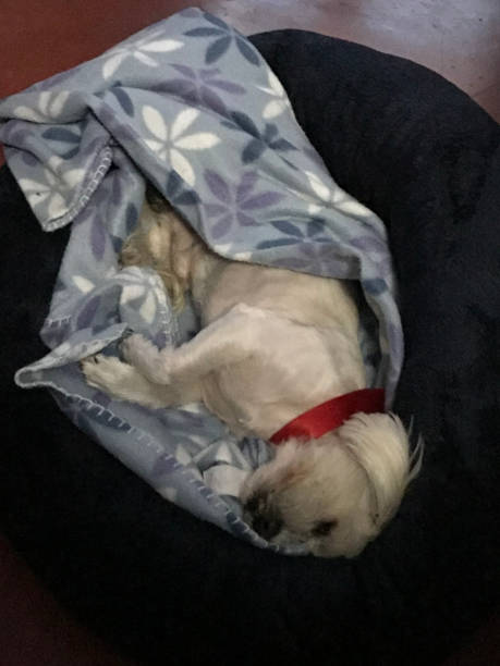 istock Cozy dog sleeping in blanket on pet bed 2156124973