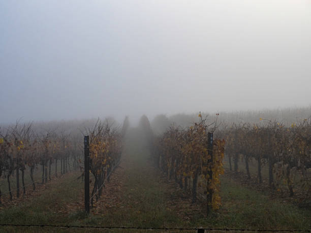 istock Foggy morning in vineyard 2156128862