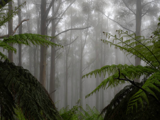 The morning fog builds atmosphere while driving the narrow winding road through the tall mountain ash and tree ferns on the Black Spur in Victoria Australia.
