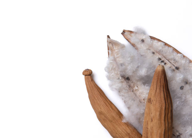 istock White silk cotton tree or Ceiba pentandra dry fruits isolated on white background 2156129155