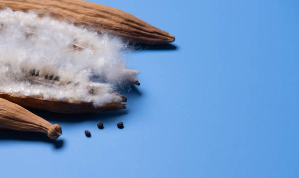 istock White silk cotton tree or Ceiba pentandra dry fruits on blue background 2156129180