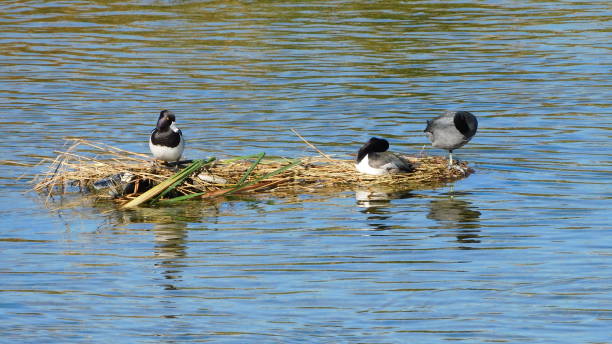 istock Wetlands Park small ducks and birds 2156129588