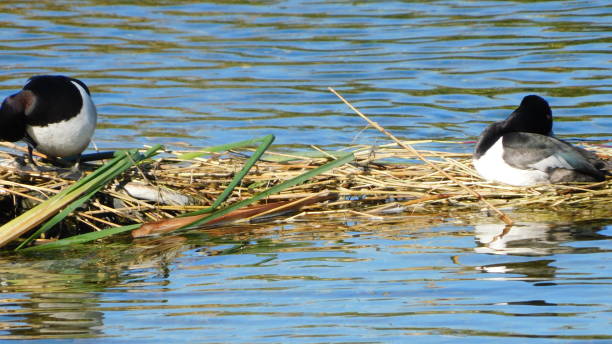 istock Wetlands Park small ducks and birds 2156129596