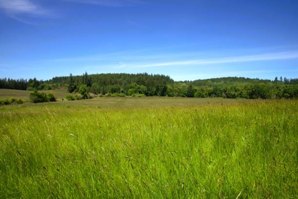 istock Grasses waving in a bright green meadow dotted with trees 2156131006