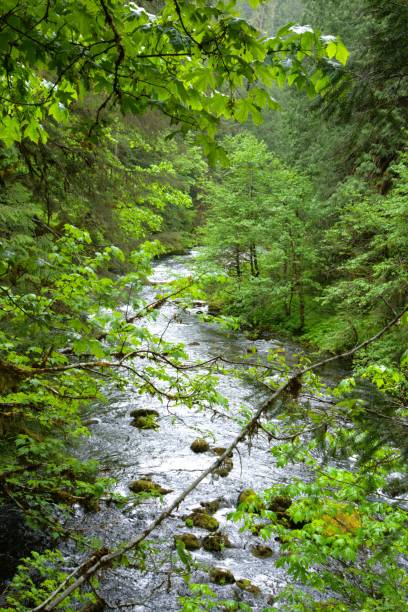 istock Large flowing river seen between bright green tree leaves 2156131052