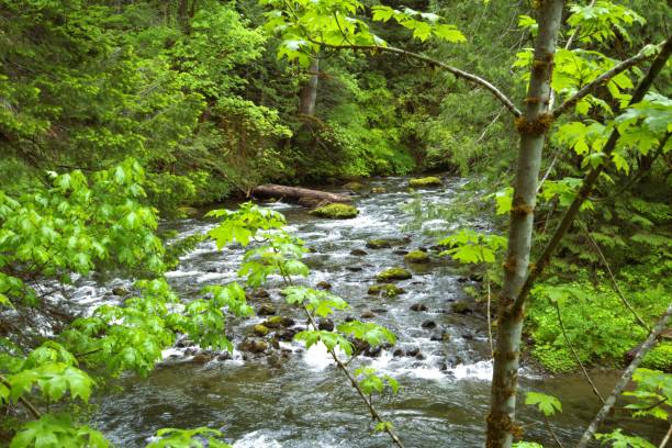 istock Large flowing river seen between bright green tree leaves 2156131055