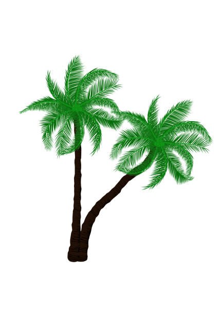 istock green tree of Coconut Palm Tree with isolated white background Vector illustration 2156131510