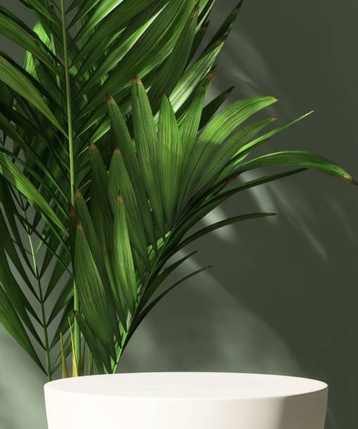istock Round white table podium, tropical palm tree in dappled sunlight on green wall 2156131630