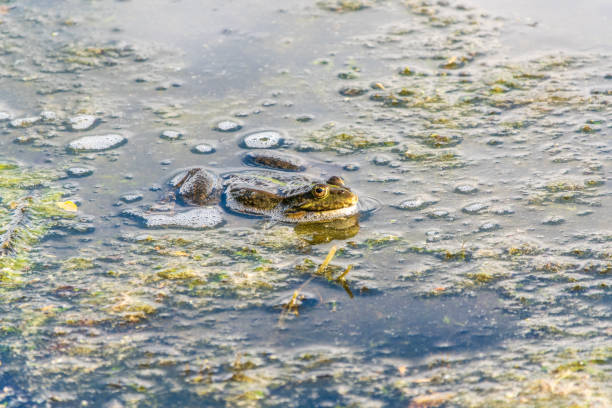 istock A large green frog sits in the marsh. 2156131933