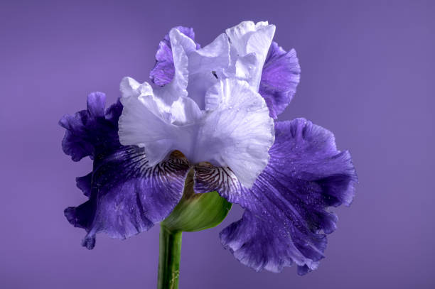 istock Blooming blue iris Mariposa Skies on a purple background 2156132167