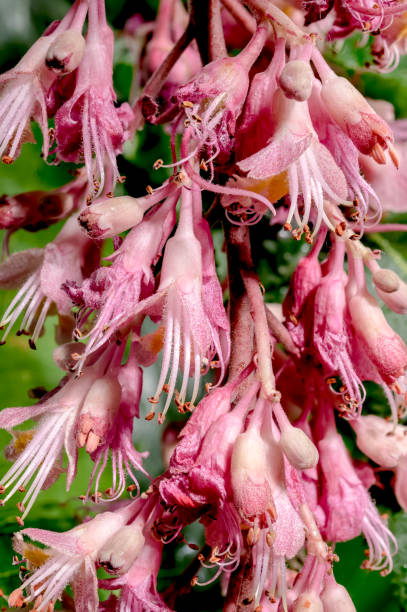 istock Blooming red horse-chestnut flowers on a black background 2156132182