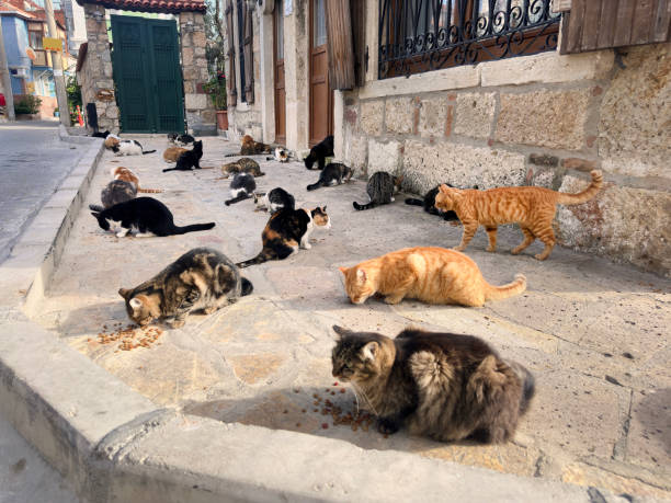 Stray cats eating pet food on city sidewalk Large group of street cats eating on street in Foca, Izmir, Turkey mixed breed cat stock pictures, royalty-free photos & images