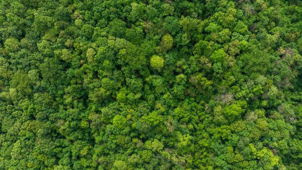 istock Aerial top view forest tree, Rainforest ecosystem and healthy environment concept and background, Texture of green tree forest view from above. 2156132681