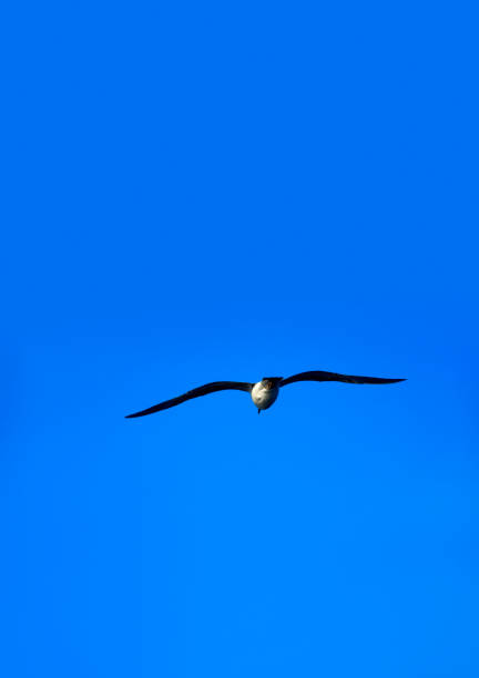 Seagulls flying in blue sky