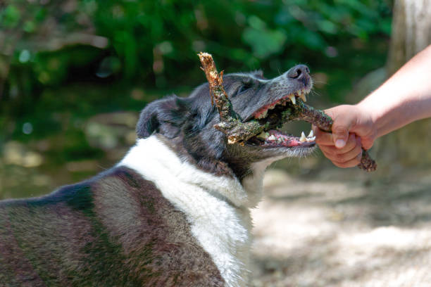 istock black and white border collie dog playing with a stick with his owner 2156134995