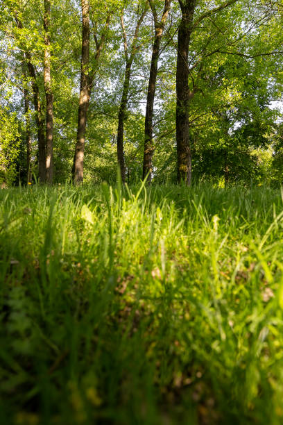 istock maples and other deciduous trees in the park in spring 2156136051