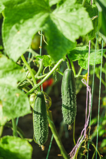 istock fresh organic green cucumber in greenhouse 2156136413