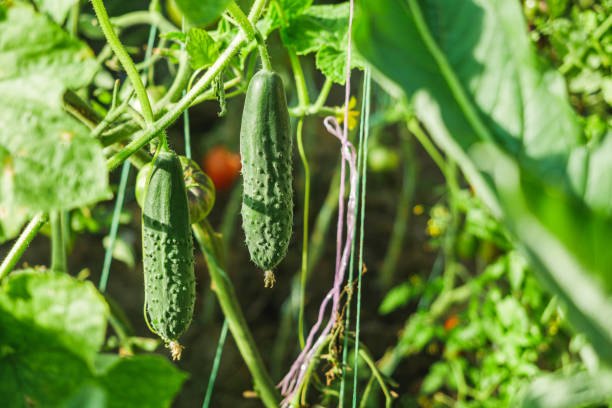 istock fresh organic green cucumber in greenhouse 2156136436