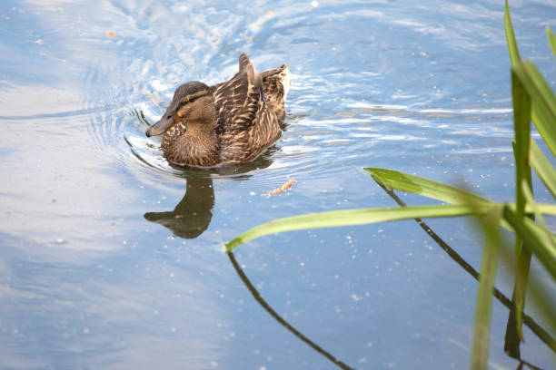 Mallard duck swimming on an Essex river