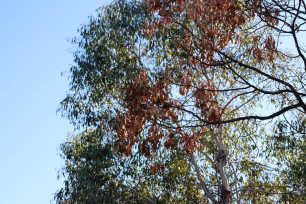 eucalyptus trees with green and dry foliage