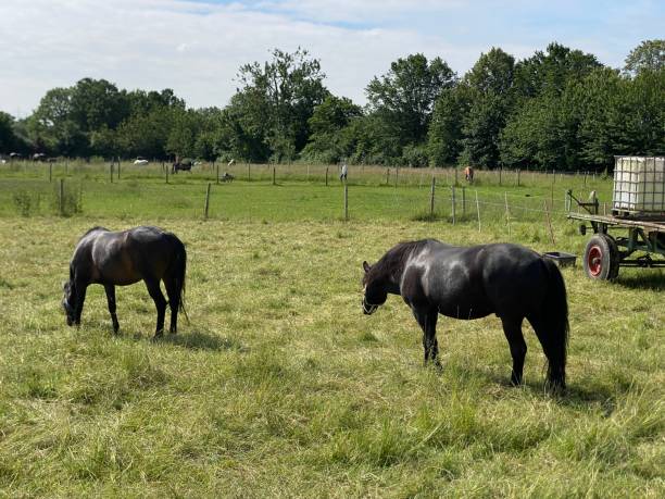 istock Horses in the field 2156137900
