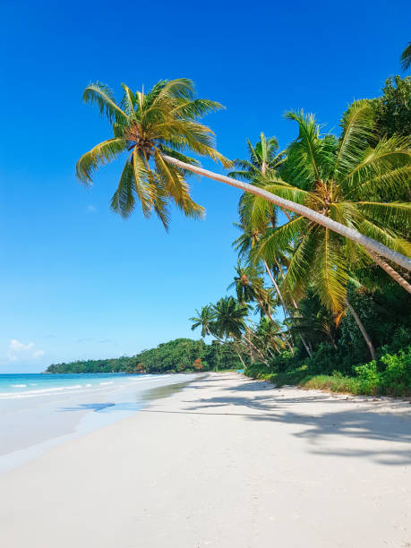 istock Tropical sand beach with palm trees.  Summer Background. 2156138555