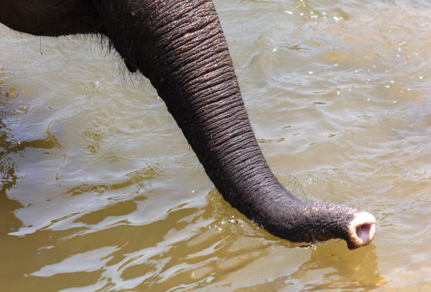 Close-up of the trunk of an African elephant (Loxodonta africana), isolated against a blurred background with bokeh, concept image for take, want, grab