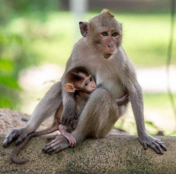 istock Monkey with baby in tropical park 2156138768