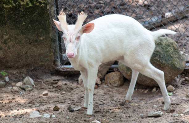 Rare albino barking deer in the park.