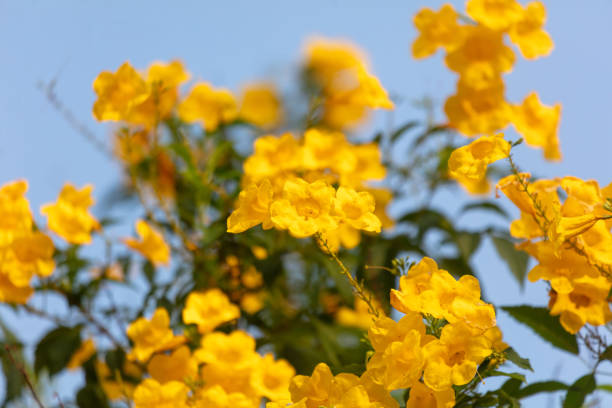 istock Yellow flower in a tropical park 2156138888