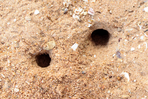 istock Crab tracks on the sand as a background 2156139566