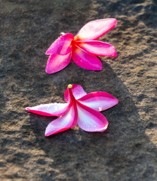 istock Red flowers on stone ground in the tropics 2156139580