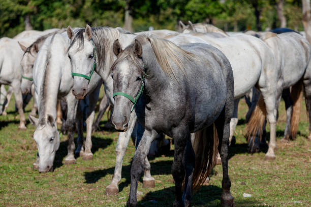 istock Lipizzaner Riding Horses, Slovenia 2156139687