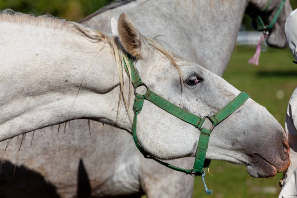 istock Lipizzaner Riding Horses, Slovenia 2156139690