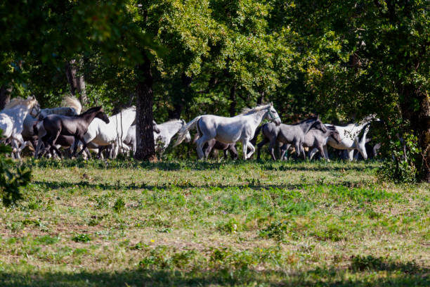istock Lipizzaner Riding Horses, Slovenia 2156139791