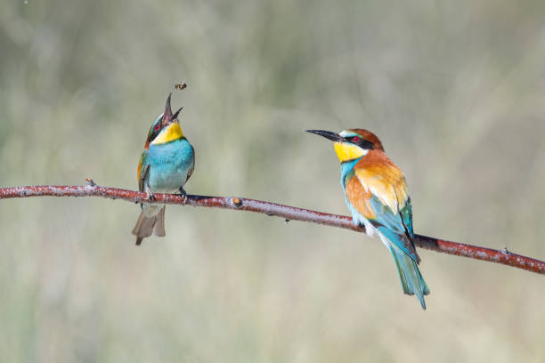 istock European Bee-eater that eats the captured bee on the branch. Merops apiaster 2156139880