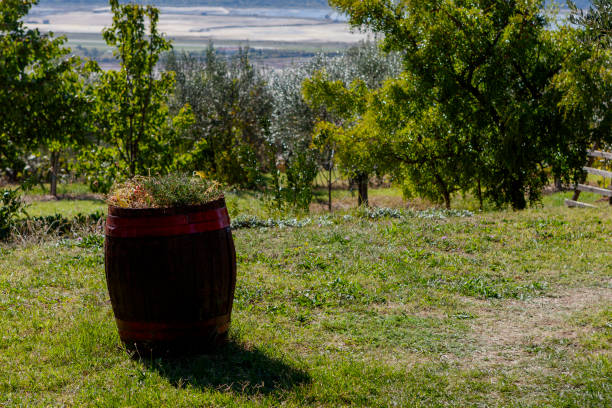 A vineyard captured in late spring under gentle, glowing light. The lush green grapevines stretch upward in soft focus, with tendrils reaching toward a pale sky. The diffused illumination creates a calm and almost dreamlike mood, emphasizing growth, renewal, and the natural beauty of the wine-growing season.